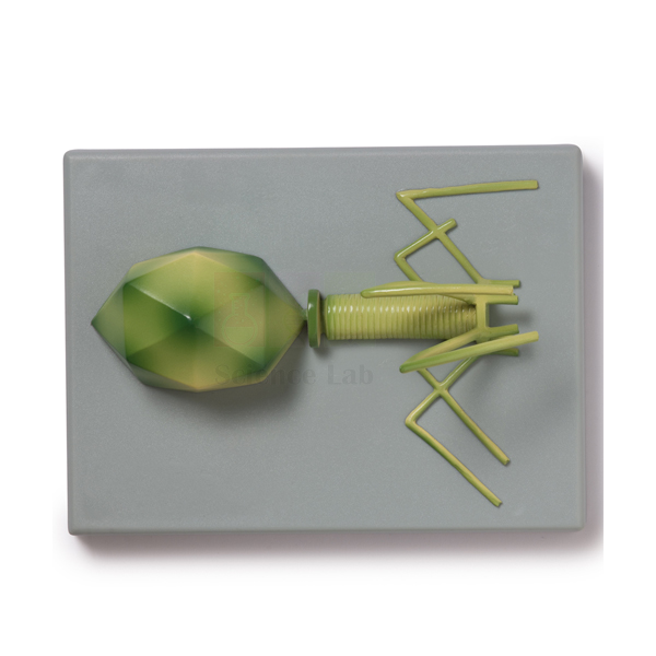 Bacteriophage T4 Model